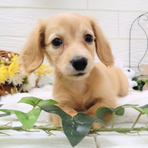 子犬