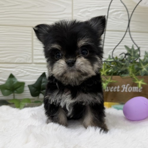 子犬