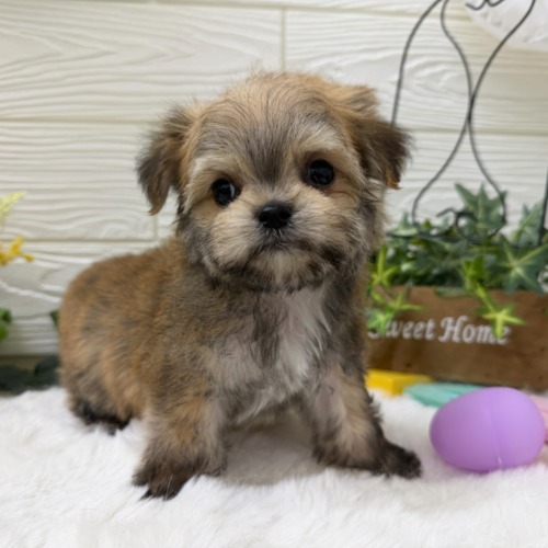 子犬