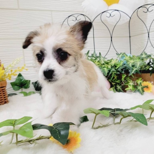 子犬