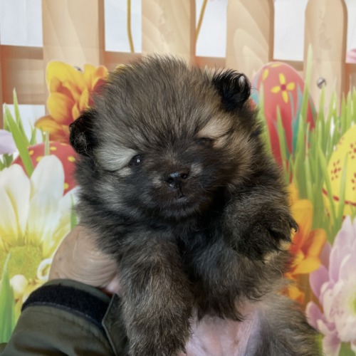 子犬