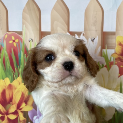 子犬