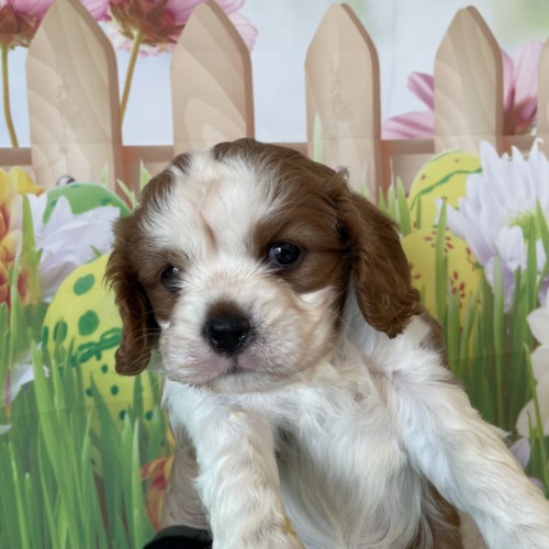 子犬