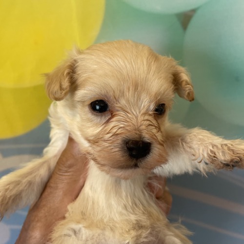 子犬