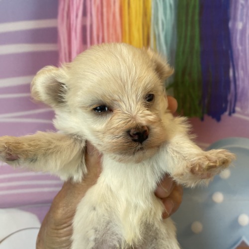 子犬