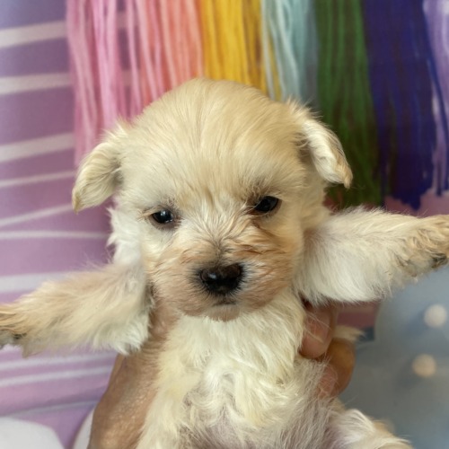 子犬