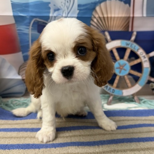 子犬