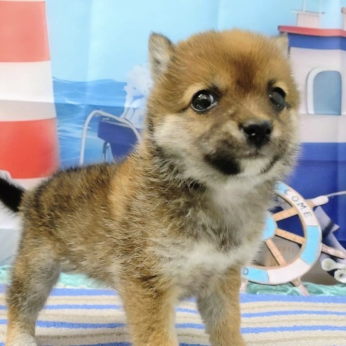 子犬