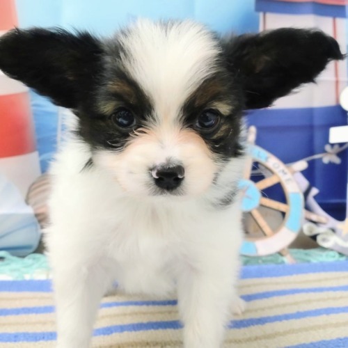 子犬