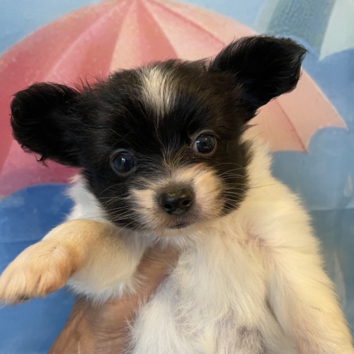 子犬
