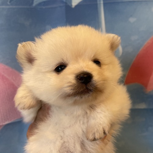 子犬