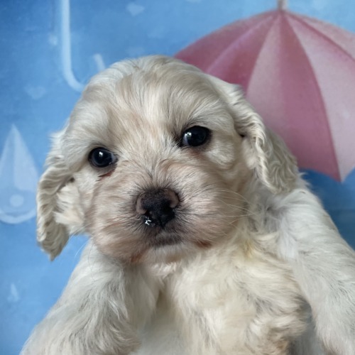 子犬