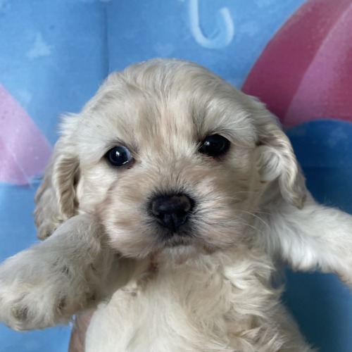子犬