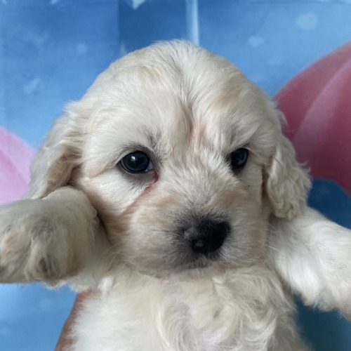 子犬