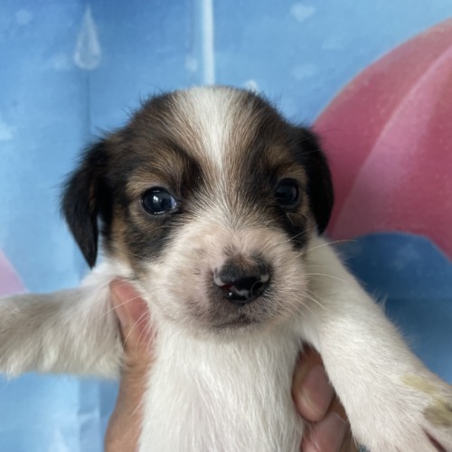 子犬