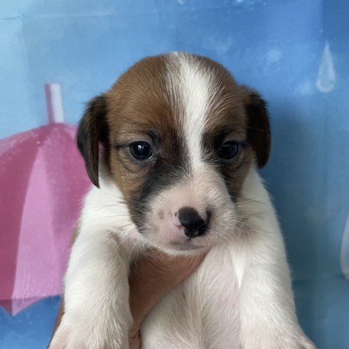 子犬
