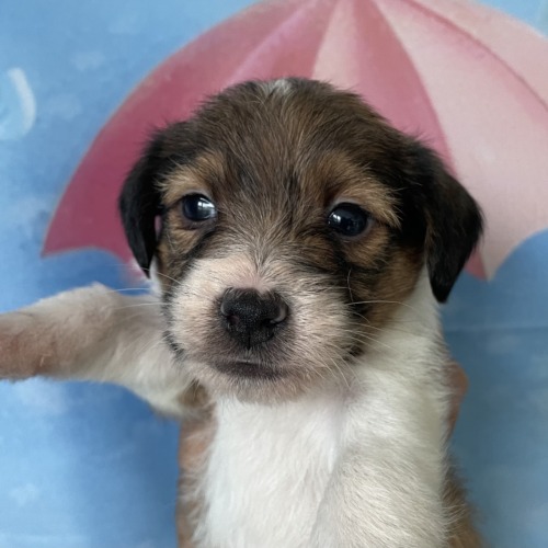 子犬