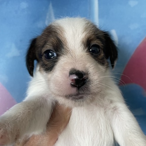 子犬