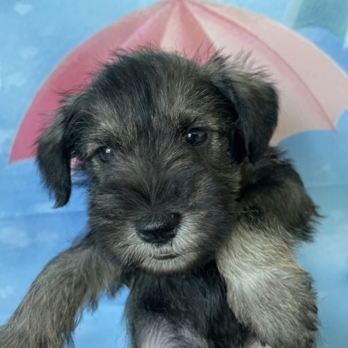 子犬