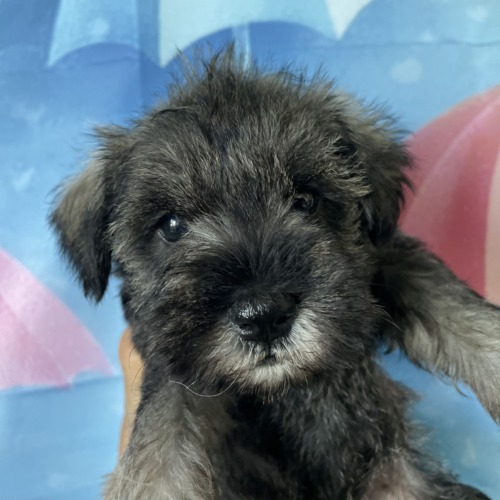 子犬