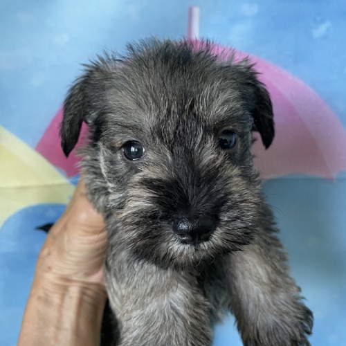 子犬