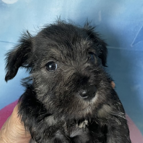 子犬