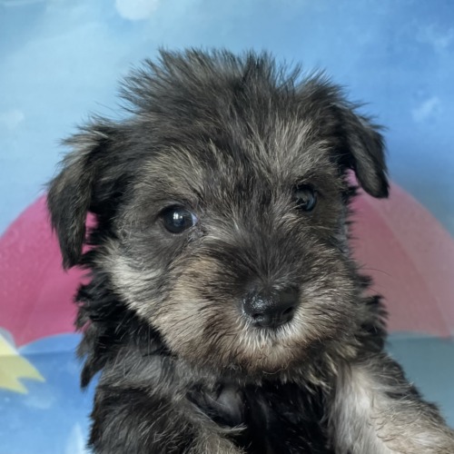 子犬