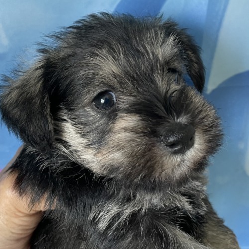 子犬