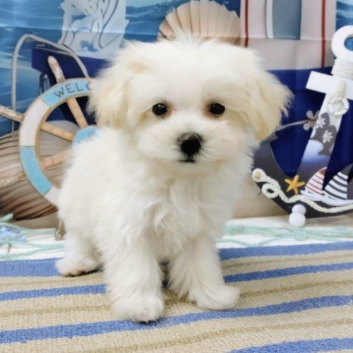 子犬