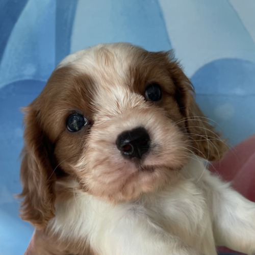 子犬