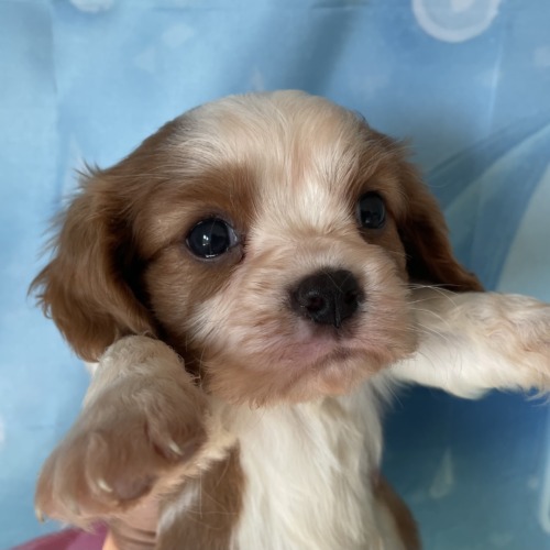 子犬