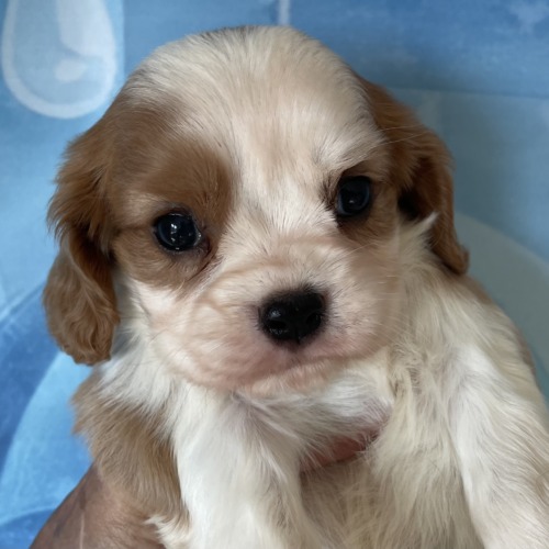子犬