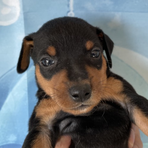 子犬