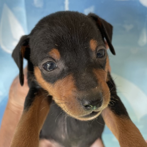子犬