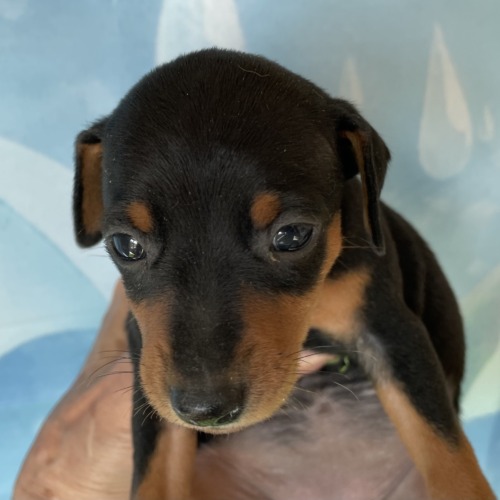 子犬