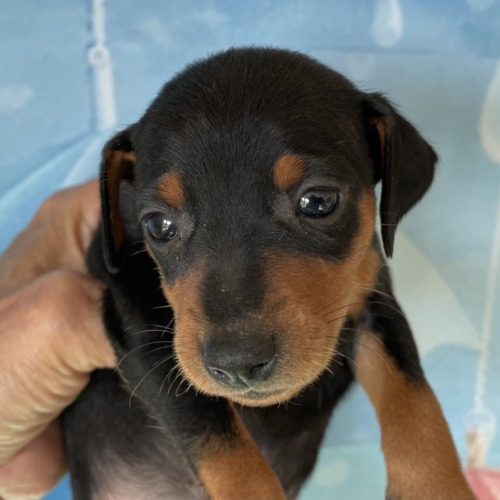 子犬