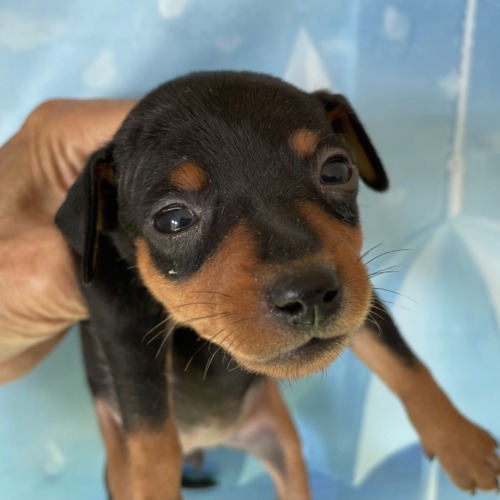 子犬
