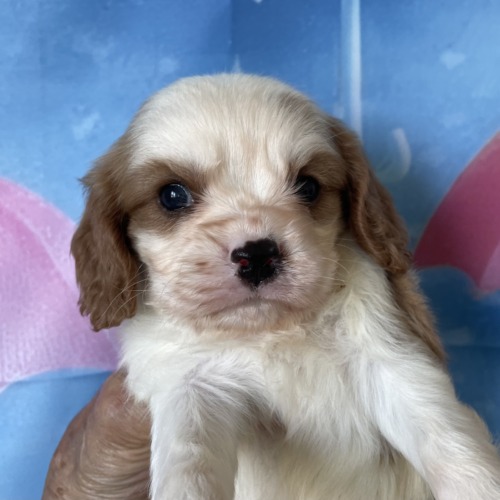 子犬