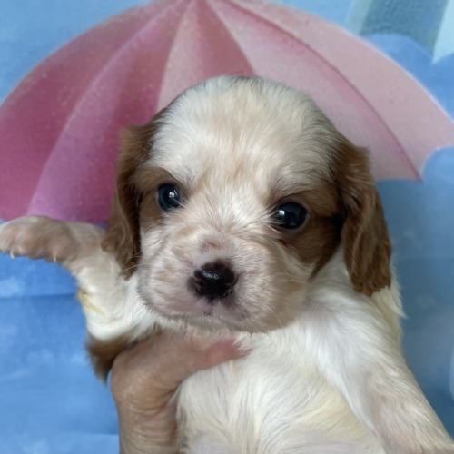 子犬