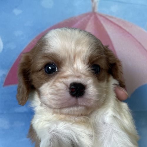 子犬