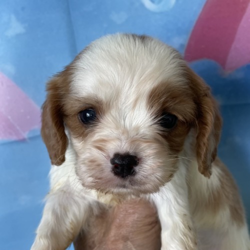 子犬