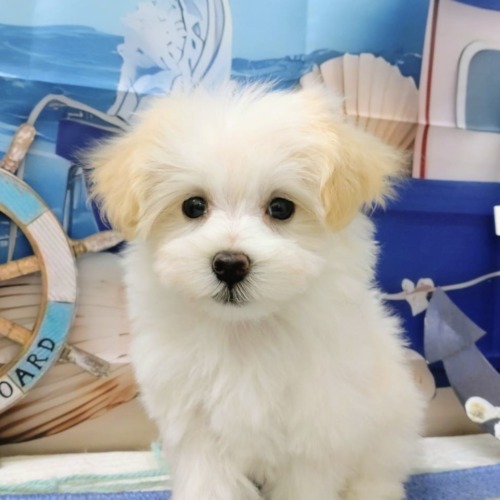 子犬