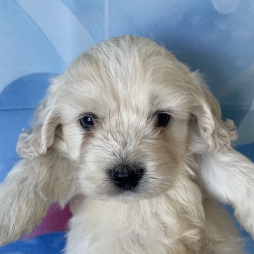子犬