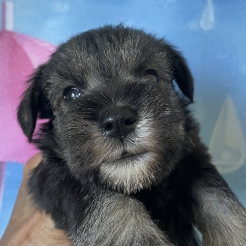 子犬