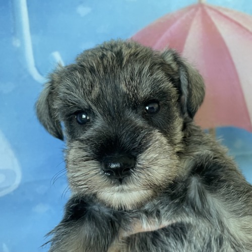 子犬