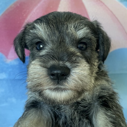 子犬