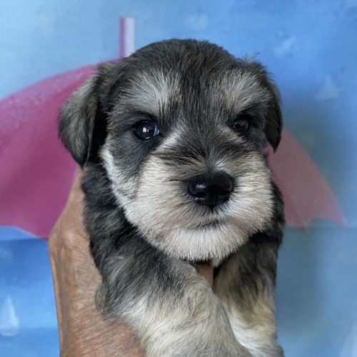 子犬