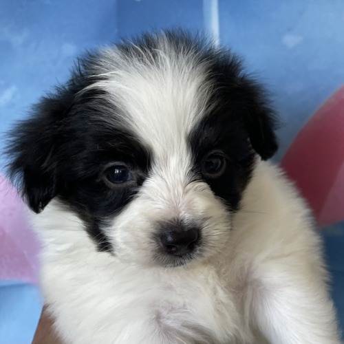 子犬