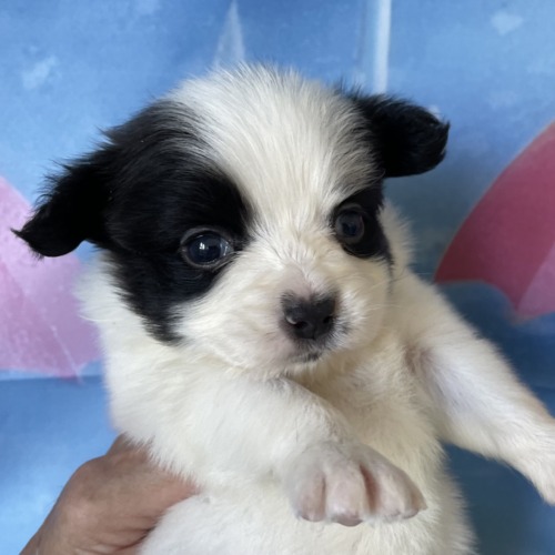 子犬