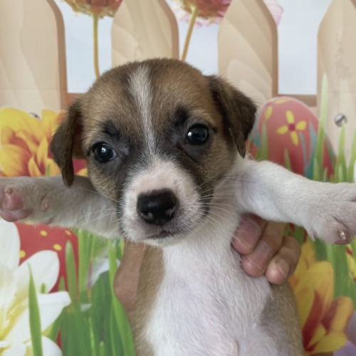 子犬